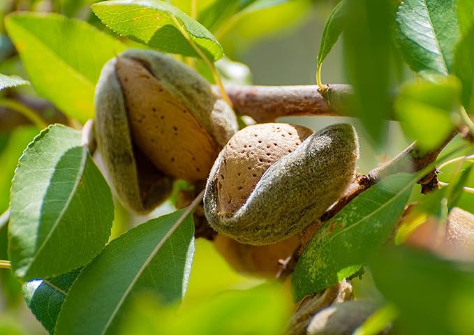 Food to Live Food to Live Dry Roasted California Almonds 2 Pounds Oven Roasted Whole Nuts Unsalted No Oil Added Vegan Kosher. Good Source of Protein and Vitamin E. Great Keto-Friendly Snack