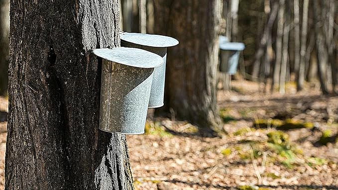 BLUE RIDGE TIMBERS Pure Grade A Maple Syrup 100% Natural Organic USA Harvested from our trees to your kitchen table