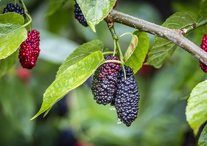 Food to Live Organic Dried Black Mulberries 2 Pounds – Non-GMO Raw Fruit Unsulfured Unsweetened Vegan Mulberry in Bulk. Great for Snacking Desserts and Granola. No Sugar Added. Morus nigra