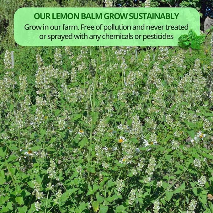 VIDA FARM Lemon Balm Tea Bags 125 Herbal Tea Bags 100% Natural Dried Lemon Balm Herbal Leaves Tea Bag Caffeine Free Sugar Free Citrus Flavor