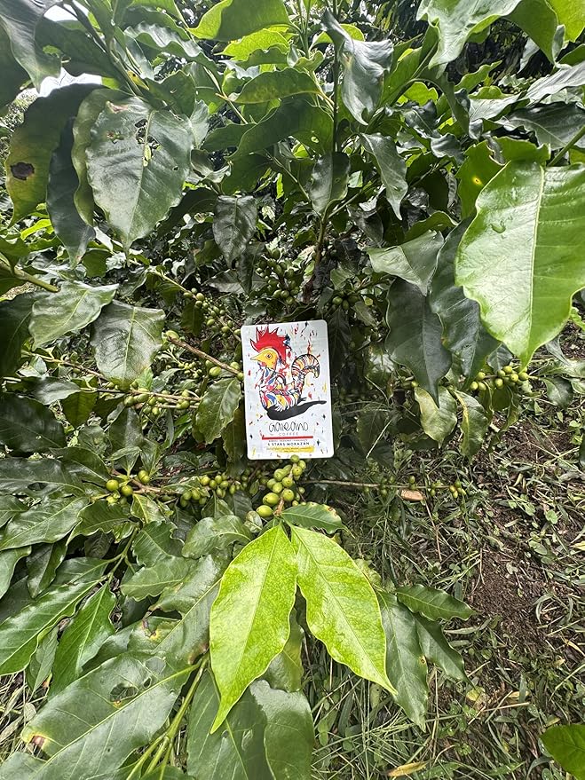 Honduras Arabica - Brown Sugar Maje - Tropical Fruit Caramel | Single Origin | Honey Process | Medium Roast | 12 oz Whole Bean | Galeano Coffee