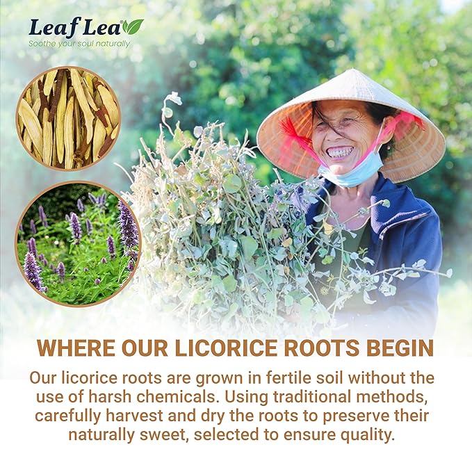 LeafLea 80 Licorice Root Tea Bags Pure Licorice Spice Tea Naturally Sweet Te De Regaliz Herbal Gently Supports Relaxation and Digestive Comfort Nutrient-Rich Vegan Sugar- free Caffeine Free