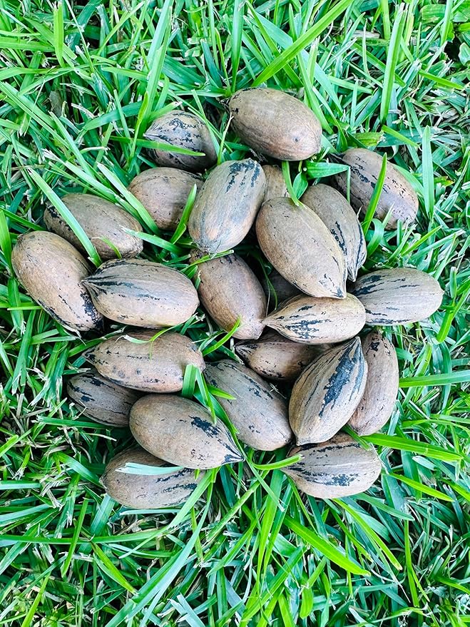 Single A Pecans: Georgia Grown Premium In-shell Pecans 5 lbs- Perfect for snacking! Current season pecans!