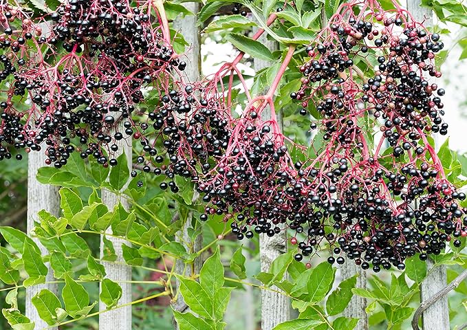 Food to Live Black Elderberry Juice Powder 4 Pounds - Raw Dried Berries Unsulfured Vegan Bulk For Baking Juices Smoothies Yogurts Instant Breakfast Drinks No Sulphites Contains Maltodextrin