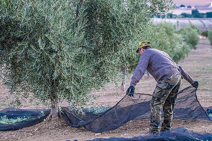 Regios Extra Virgin olive Oil Picual Early Harvest 2023/24! Award Winning Spanish Family Farm Andalucía Spain Low Acidity RIch in Polyphenols 500ml (16.9 FL OZ) (Picual)