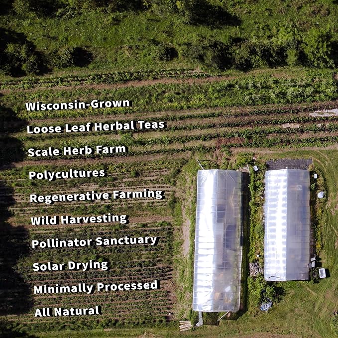 Milky Oats Organically Grown in Wisconsin | 5.6 oz | 79 Servings | Sacred Blossom Farm | Herbal Tea &amp Medicinal Herbs | Loose Leaf | Regenerative Farming | Single Source | Avena Sativa