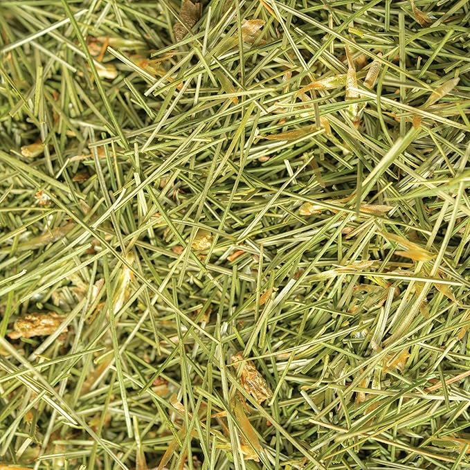 White Pine Needle Tea Wild-Harvested in Wisconsin | 6.0 oz | 85 Servings | Loose Leaf | Herbal Tea &amp Medicinal Herbs | Regenerative Farming | Single Source | Pinus strobus