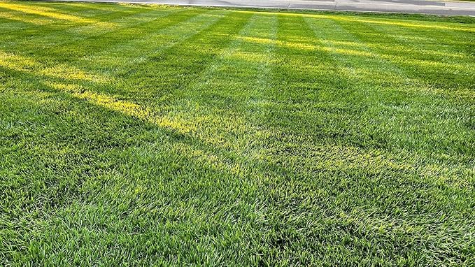 Lesco All-Pro Transition Tall Fescue Grass Seed Blend – (10 lbs) **Non-Returnable** Drought-Tolerant Heat &amp Shade Resistant Insect-Resistant Lawn Seed for Durable Turf