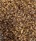 Bunny Honey Premium Organic Oat Seeds for Nutritious Feed and Vibrant Oat Growth - 100lb