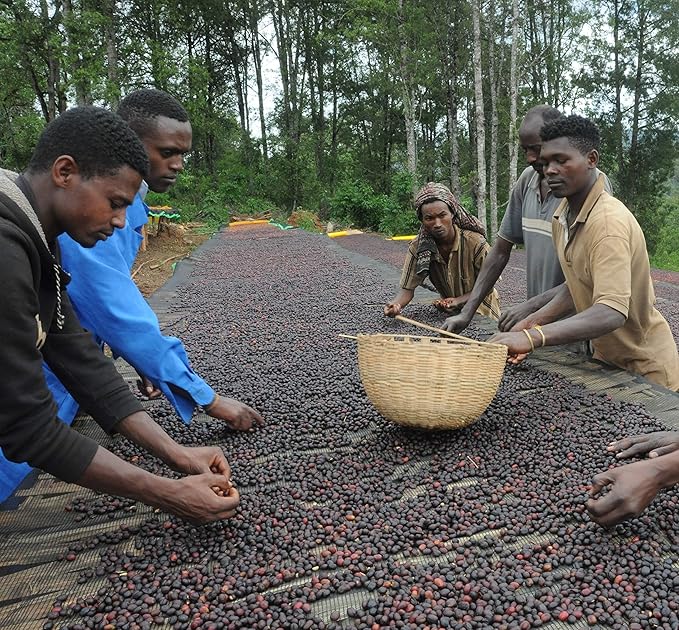 Ethiopian Sidamo Natural Green Coffee Beans – Unroasted Specialty Grade | Single Origin Heirloom Arabica | High-Altitude Grown | Bold Fruity Flavor | Home Roasting – 2lb / 32 Ounces