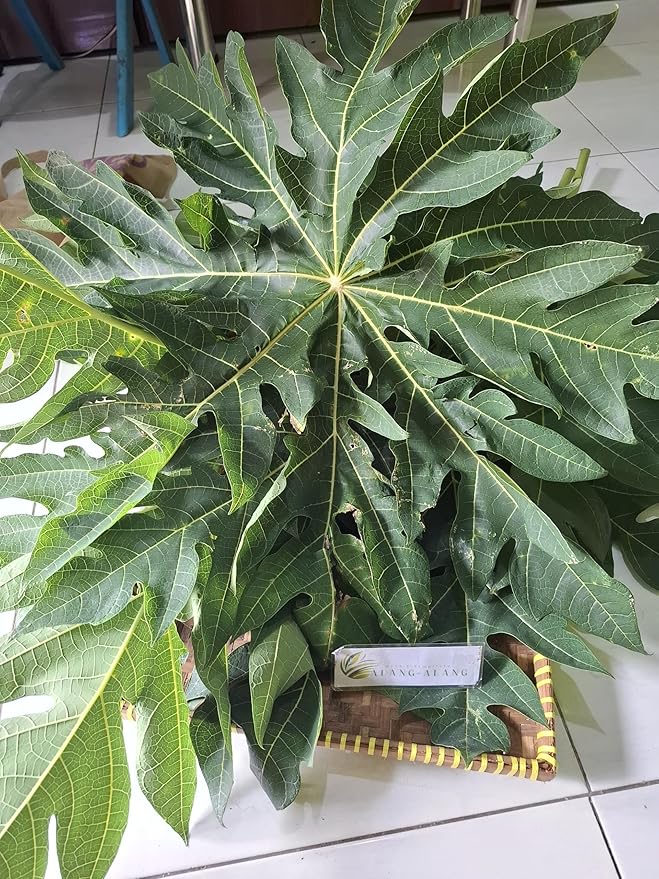 Daun Pepaya - Carica papaya Dried Leaf (200 Gram)
