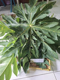 Daun Pepaya - Carica papaya Dried Leaf (900 Gram)