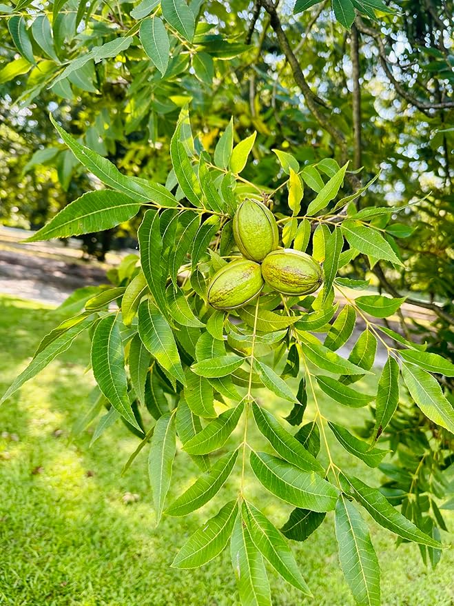 Single A Pecans: Georgia Grown Premium In-shell Pecans 5 lbs- Perfect for snacking! Current season pecans!