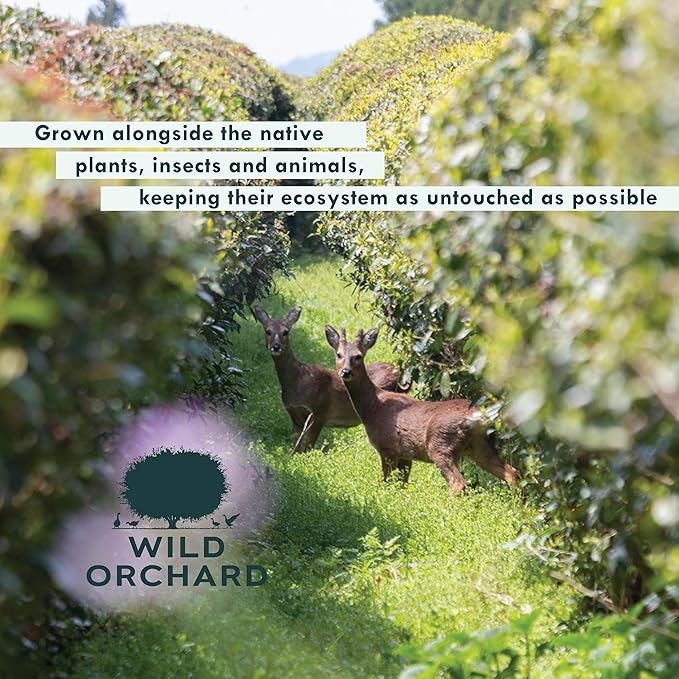 Wild Orchard Ayr Matcha Black from Jeju Island - Premium Tea - 100% Regenerative Organic Certified - Premium Grade Black Matcha Tea Powder Cultivated on Jeju Island in South Korea