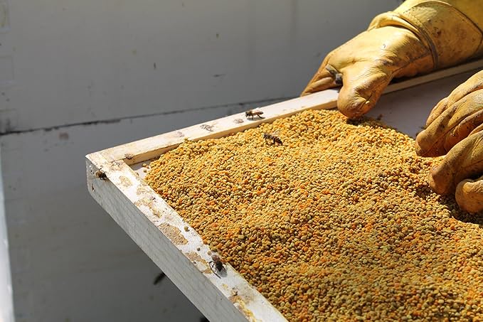 Fresh Bee Pollen Raw Nebraska Bee Pollen 1.5lb Jar