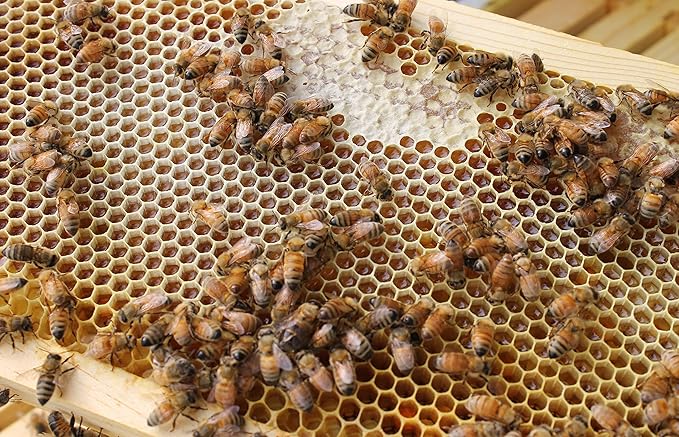 Raw Comb Honey Pure Natural Nebraska Honey (16 oz) Cut Comb
