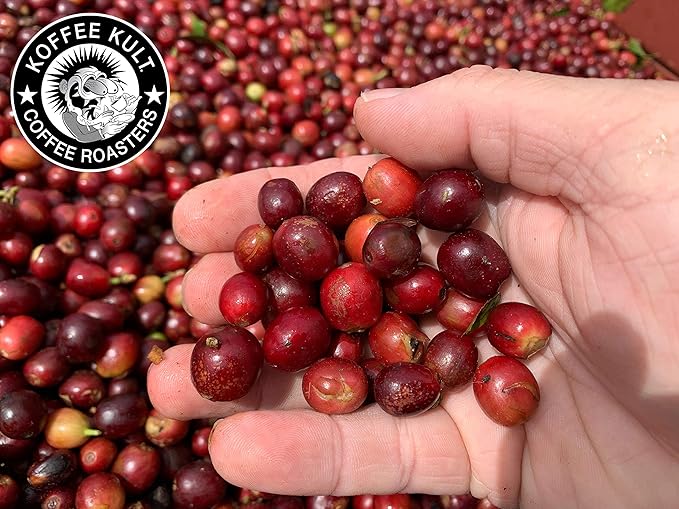 Koffee Kult Colombian Medium Roast Coffee Ground Beans 100% Single Origin Colombia Arabica Whole Bean (Ground 12oz)