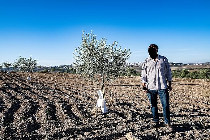 Regios Extra Virgin Olive Oil Picual Early Harvest 2024/25! Award Winning Spanish Family Farm Andalucía Spain Low Acidity RIch in Polyphenols 500ml (16.9 FL OZ) (Picual 2.5 Liter)