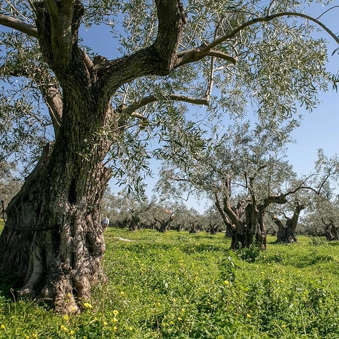 VILLAGE BATCH - AWARD WINNERS - KORONEIKI OLIVE OIL Greek Olive Oil ORGANIC COLD PRESSED OLIVE OIL Extra Virgin Olive Oil High In Polyphenols - Aceite De Oliva Extra Virgen - Olive Oil for Cooking Oil