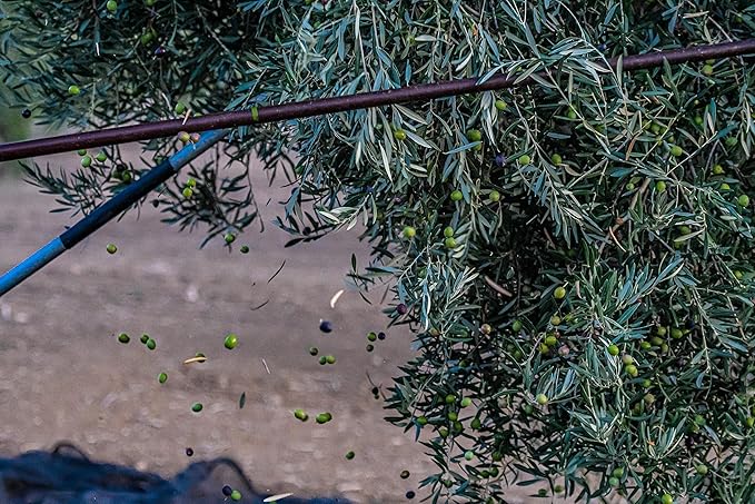 Regios Extra Virgin Olive Oil Picual Early Harvest 2024/25! Award Winning Spanish Family Farm Andalucía Spain Low Acidity RIch in Polyphenols 500ml (16.9 FL OZ) (Blend)