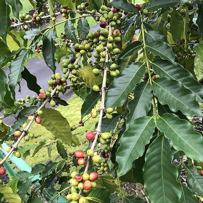 River Moon Coffee Kona Coffee Whole Bean Medium Roast 16 Ounce Kona Waves Hawaiian Blend Sustainably Farmed 100% Arabica