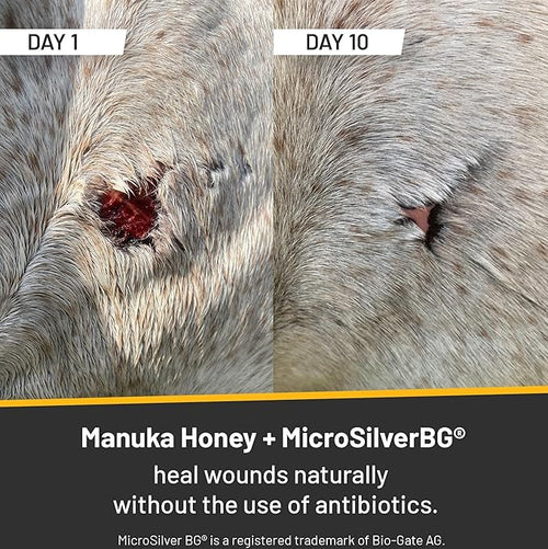 Absorbine Silver Honey Rapid Wound Repair Ointment 2oz Tube Manuka Honey + MicroSilver BG Horse &amp Large Animal Wound Care