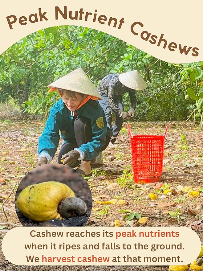 Cashews Roasted Lightly Salted - Snacks for Adults Whole Nut (No Mixed) Oil Free Roast Farm Fresh Plant Based Protein Healthy Nuts Ingredients: Cashew Nuts &amp Sea Salt 17.64 oz (Pack of 1)