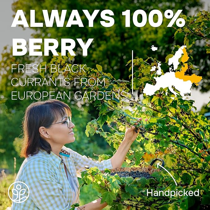 Jungle Powders Black Currant Powder 5 Ounce Bag - Natural Freeze Dried Black Currants for Recovery - Dehydrated Fruit Rich In Anthocyanins &amp Polyphenols Blackcurrant Extract for Smoothies Tea Ba
