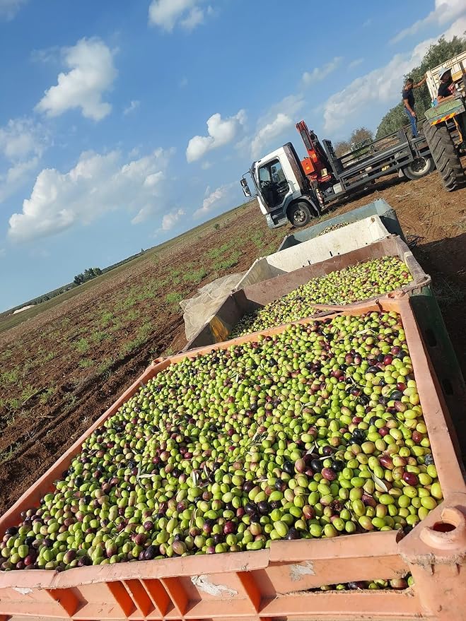 SINDYANNA OF GALILEE Virgin Olive Oil Small Batches from Local Olives Made in Israel 250ml (PICAL OIL)