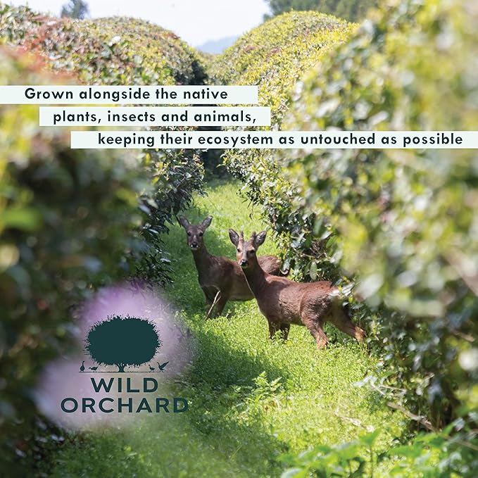 Wild Orchard Premium Green Tea - 100% Regenerative Organic Certified - Loose Leaf - USDA Organic - Sustainably &amp Regeneratively Cultivated on Jeju Island in South Korea - (Spring Green)