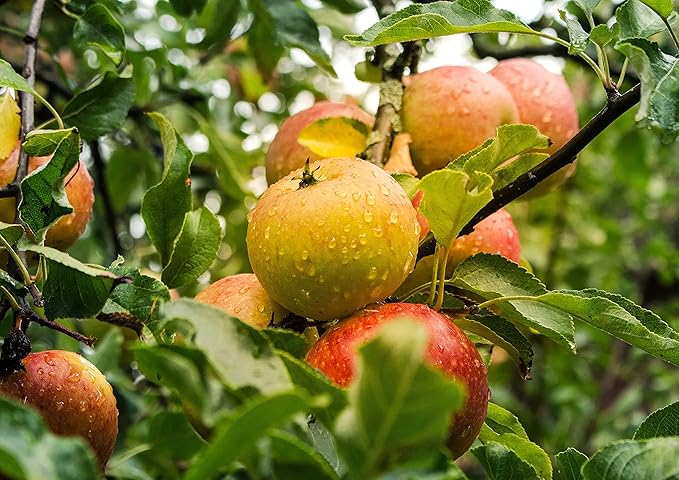 Food to Live Organic Apple Juice Powder 1.5 Pounds - Non-GMO Unsulfured Raw Vegan Bulk Great for Juices Smoothies Yogurts and Instant Breakfast Drinks Contains Maltodextrin No Sulphites