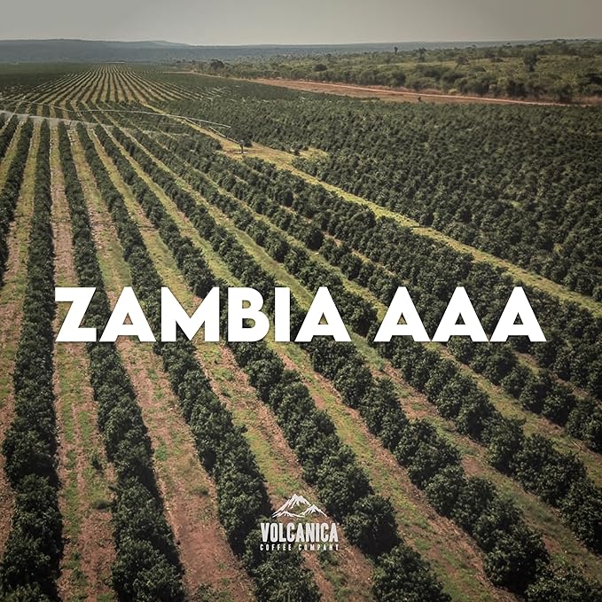 Zambia AAA Coffee Whole Bean Light Roast Fresh Roasted 16-ounce