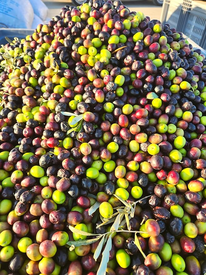 Cold Pressed Virgin Olive Oil 1 L - 33.81 Fluid Ounce Antique Ephesus Mediterranean Region of Ayvalik Turkey