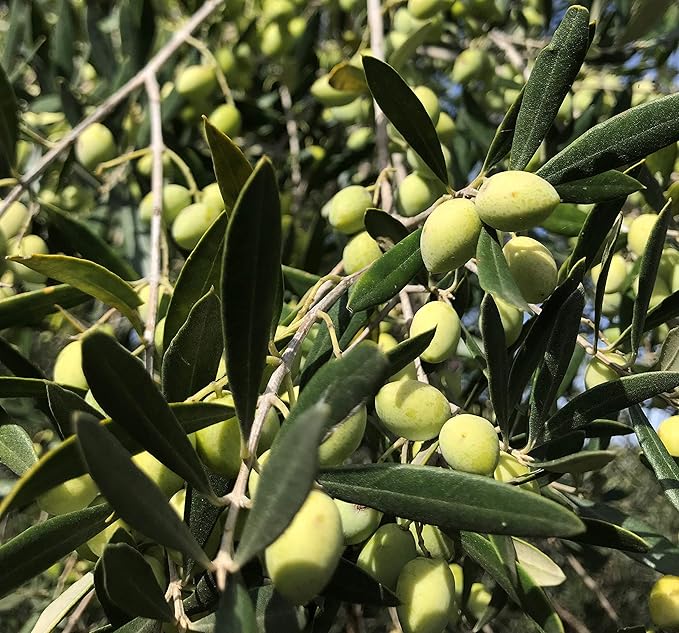 Cooking &amp Dipping Set | High Mountain Organic &amp Heirloom EVOO from Little Gypsy Farms | Extra Virgin Olive Oil from a Single Estate in Greece | First Cold-Pressed | High Polyphenols &amp Amin