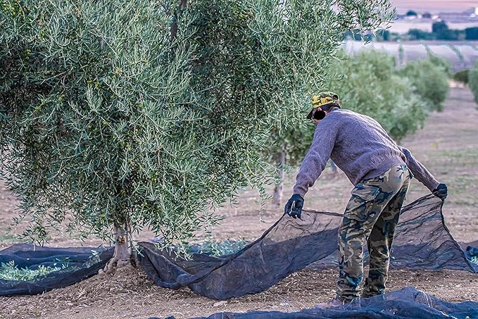 Regios Extra Virgin Olive Oil Picual Early Harvest 2024/25! Award Winning Spanish Family Farm Andalucía Spain Low Acidity RIch in Polyphenols 500ml (16.9 FL OZ) (Picual 2.5 Liter)