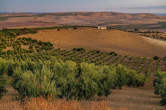 Regios Extra Virgin olive Oil Picual Early Harvest 2023/24! Award Winning Spanish Family Farm Andalucía Spain Low Acidity RIch in Polyphenols 500ml (16.9 FL OZ) (Picual)