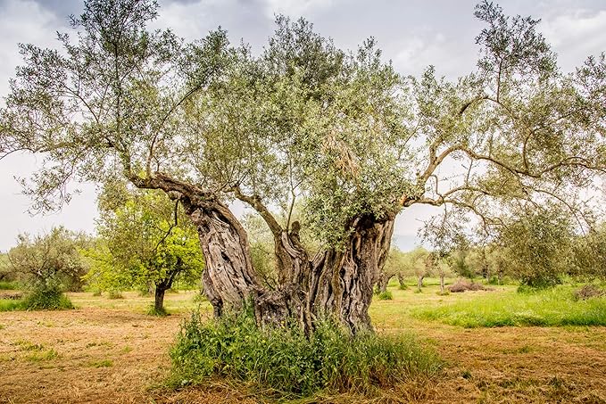 Ancient Foods Keros Organic Extra Virgin Olive Oil Cold Pressed – Greek EVOO High Polyphenol Olive Oil from 1000 Year Old Trees from Greece – Ideal for Cooking Salads &amp Gourmet Dishes – 33.8oz (
