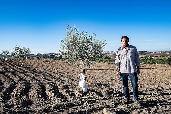 Regios Extra Virgin olive Oil Picual Early Harvest 2023/24! Award Winning Spanish Family Farm Andalucía Spain Low Acidity RIch in Polyphenols 500ml (16.9 FL OZ) (Picual)