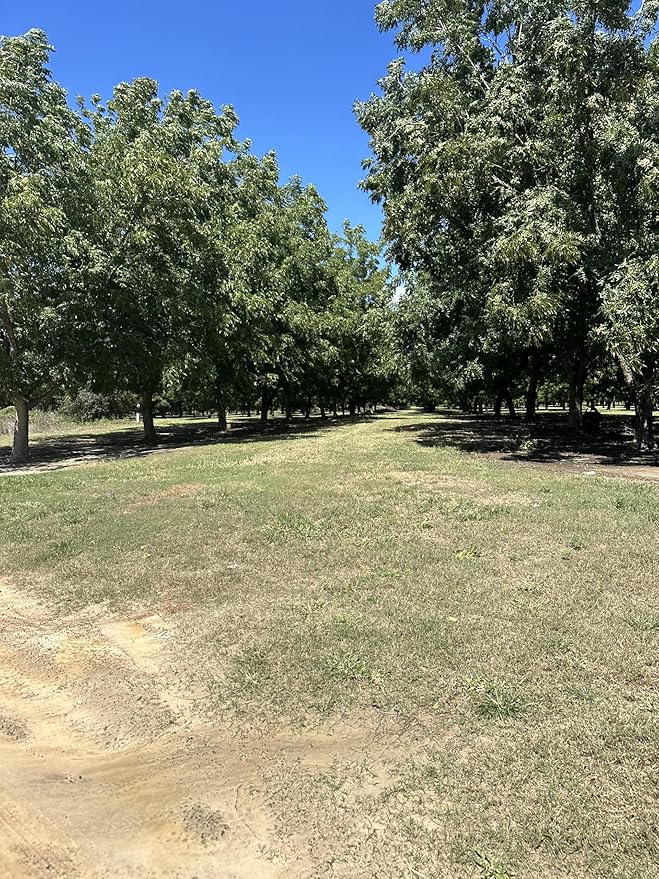 Single A Pecans: Georgia Grown Premium In-shell Pecans 5 lbs- Perfect for snacking! Current season pecans!