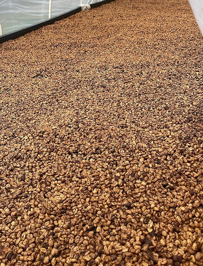 Single Origin Unroasted Green Coffee Beans From Colombia Specialty Grade Finca Portezuel Bourbon and Caturra Varietals (5 lbs Colombia Honey Process)