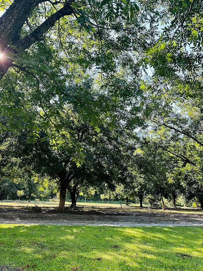 Single A Pecans: Georgia Grown Premium In-shell Pecans 5 lbs- Perfect for snacking! Current season pecans!