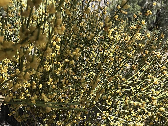 Mormon Tea - Brigham Tea - Ephedra | USA Wildcrafted 1/4lb Dried Subalpine